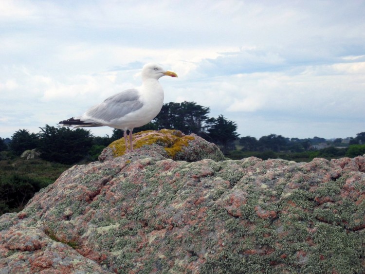 Fonds d'cran Animaux Oiseaux - Canards Goeland sur Ile de Brehat (bis)