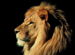 Wallpapers Animals Lion