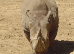 Fonds d'cran Animaux Rhinoceros