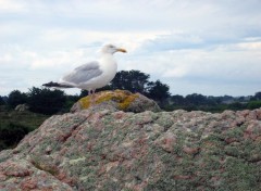 Fonds d'cran Animaux Goeland sur Ile de Brehat (bis)