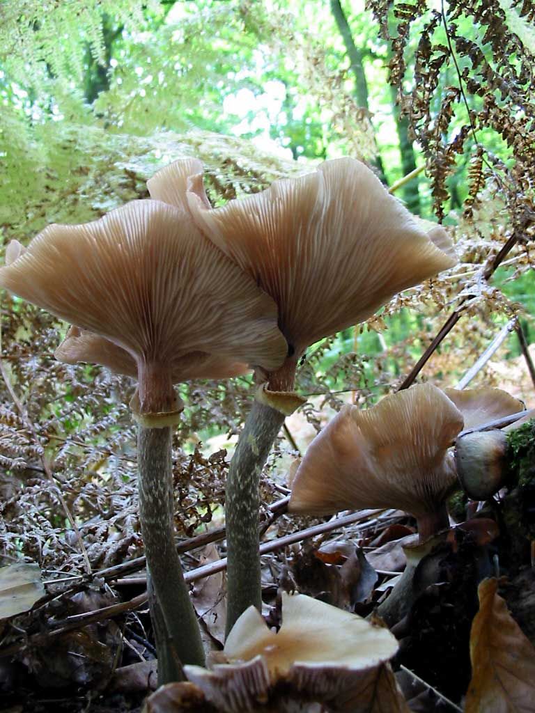 Wallpapers Nature Mushrooms champipi