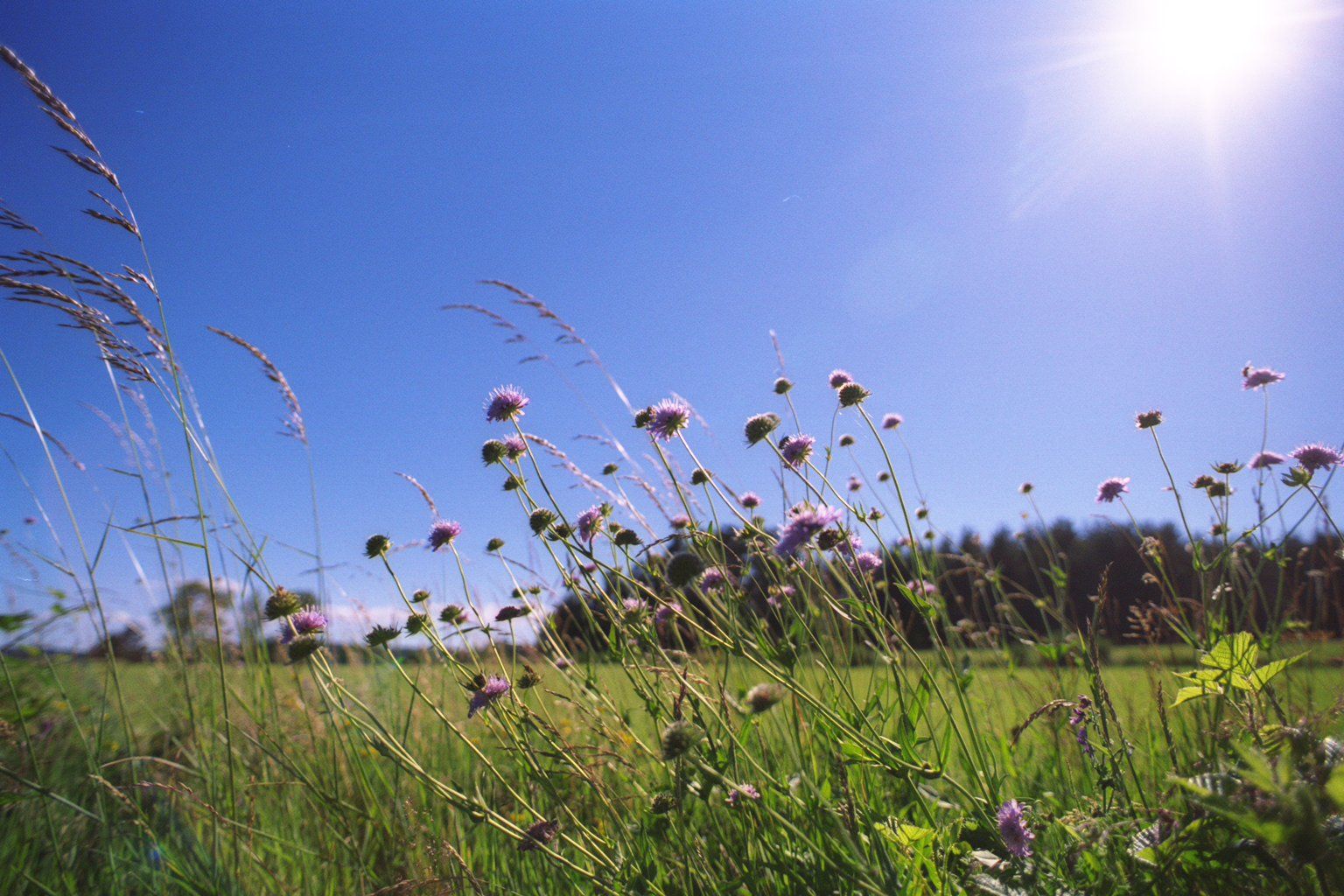 Wallpapers Nature Fields champs et bleuets