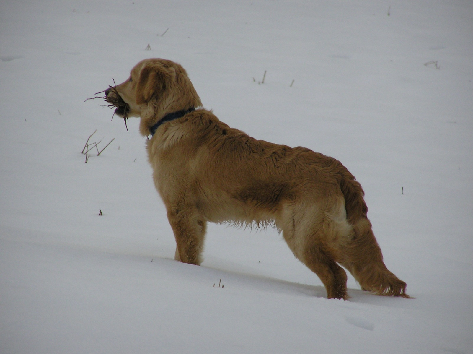 Fonds d'cran Animaux Chiens Sky