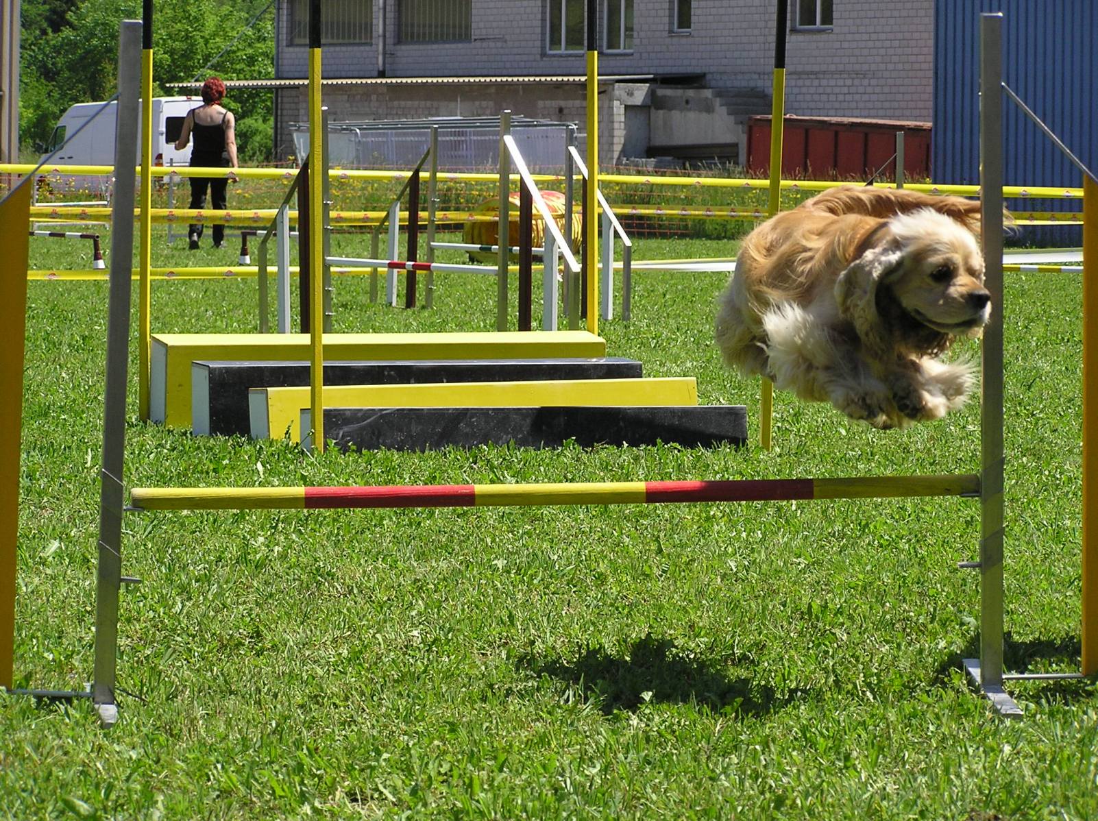 Fonds d'cran Animaux Chiens Fun