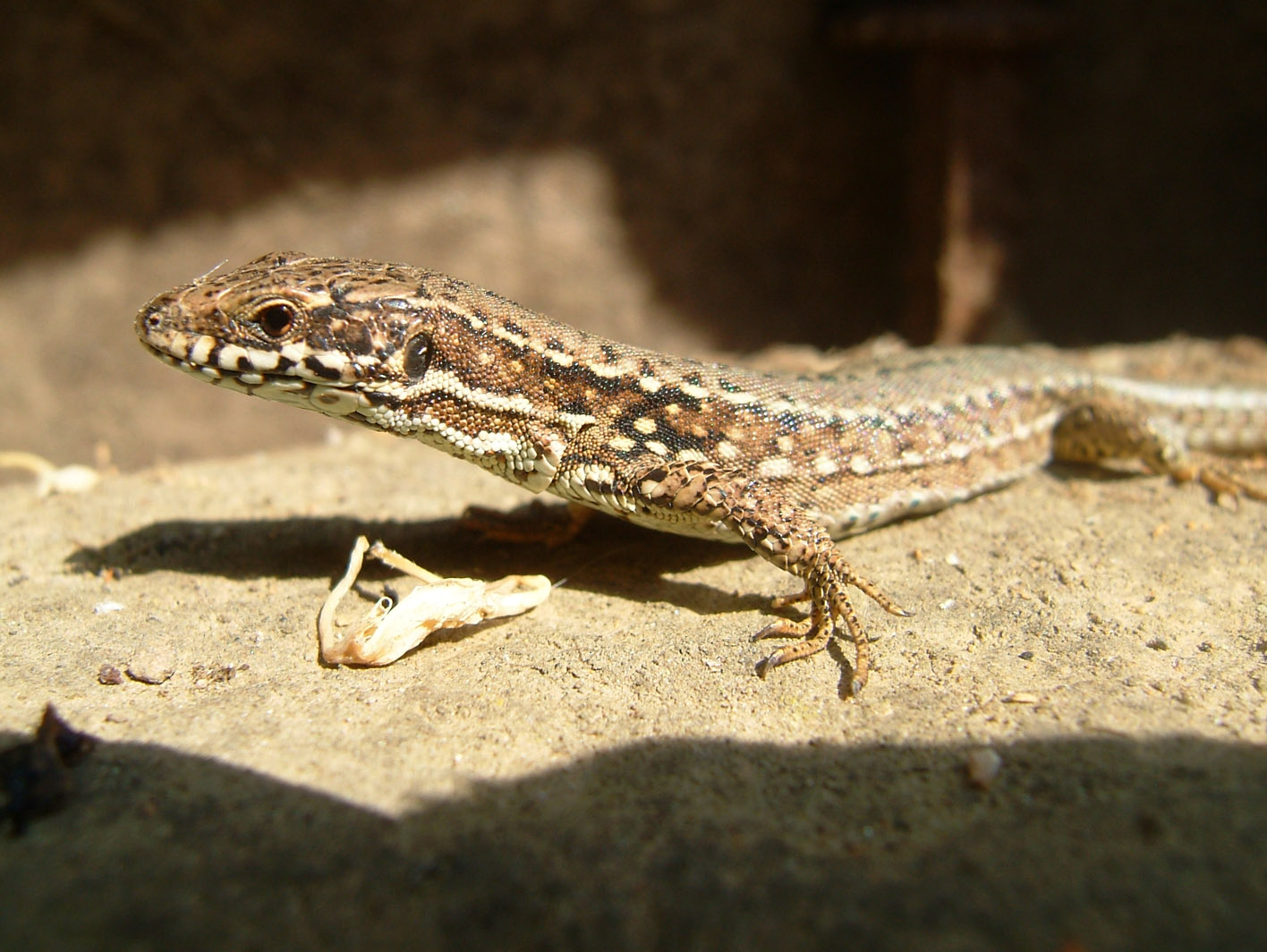 Fonds d'cran Animaux Lzards - Iguanes lzard