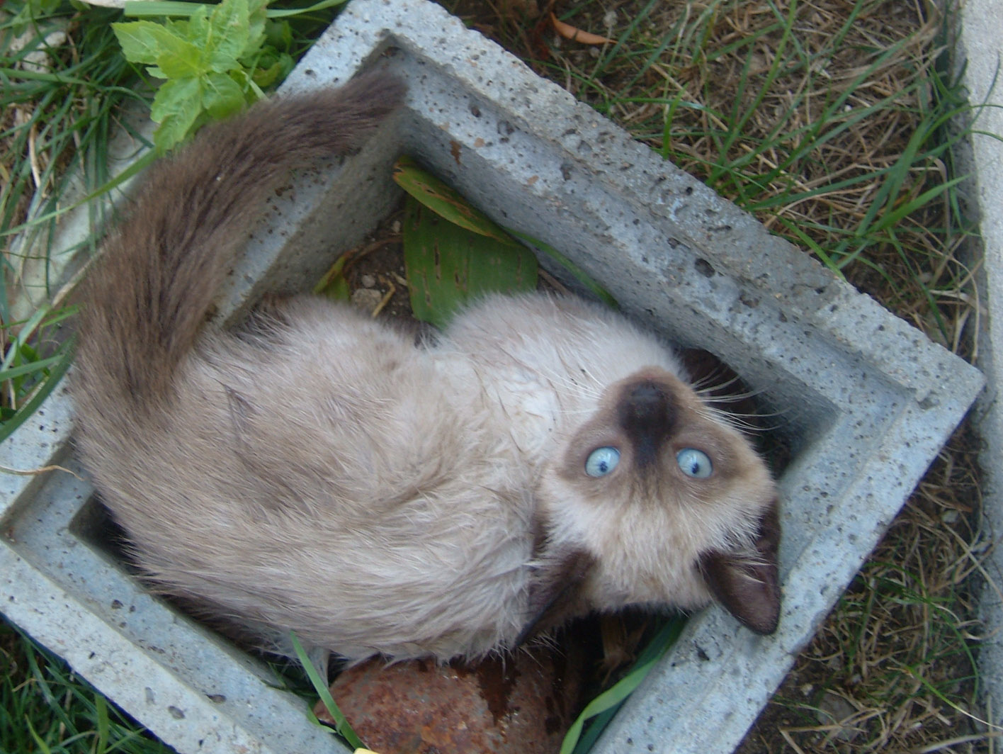 Fonds d'cran Animaux Chats - Chatons siamoi