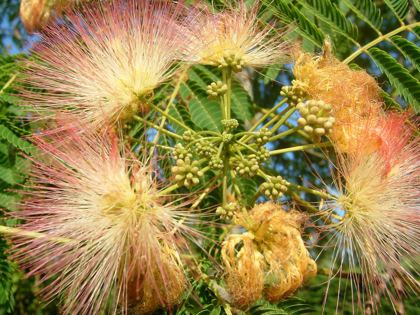 Fonds d'cran Nature Fleurs 