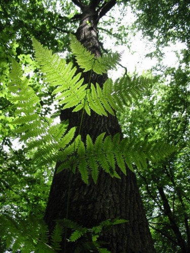 Fonds d'cran Nature Arbres - Forts fougeres