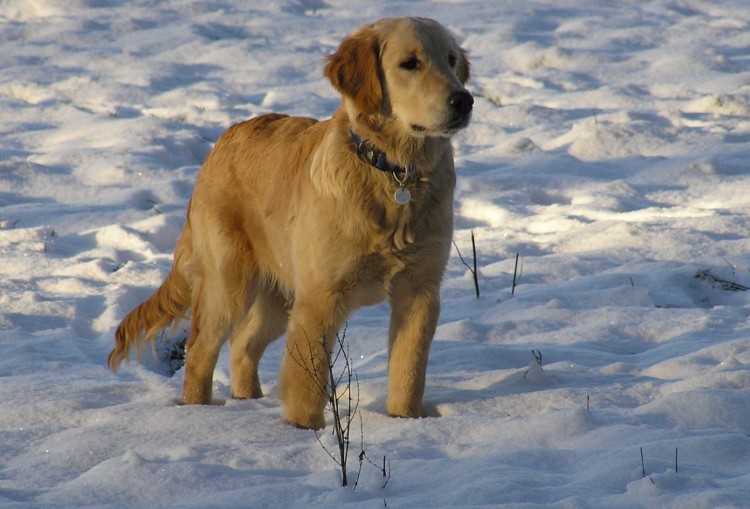 Fonds d'cran Animaux Chiens Sky