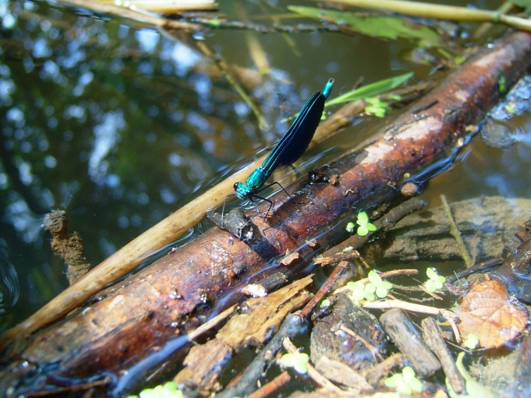 Fonds d'cran Animaux Insectes - Libellules libelule