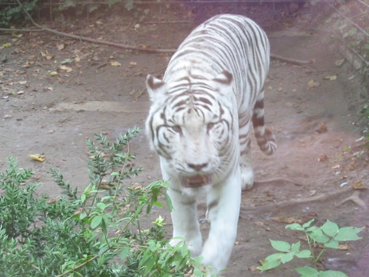 Wallpapers Animals Felines - Tigers tigre blanc