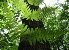 Fonds d'cran Nature fougeres