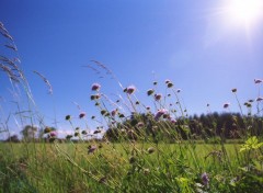 Fonds d'cran Nature champs et bleuets