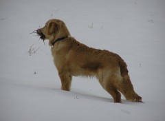 Fonds d'cran Animaux Sky