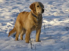 Fonds d'cran Animaux Sky