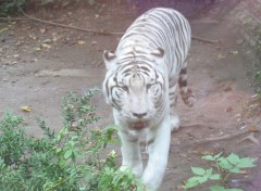 Fonds d'cran Animaux tigre blanc