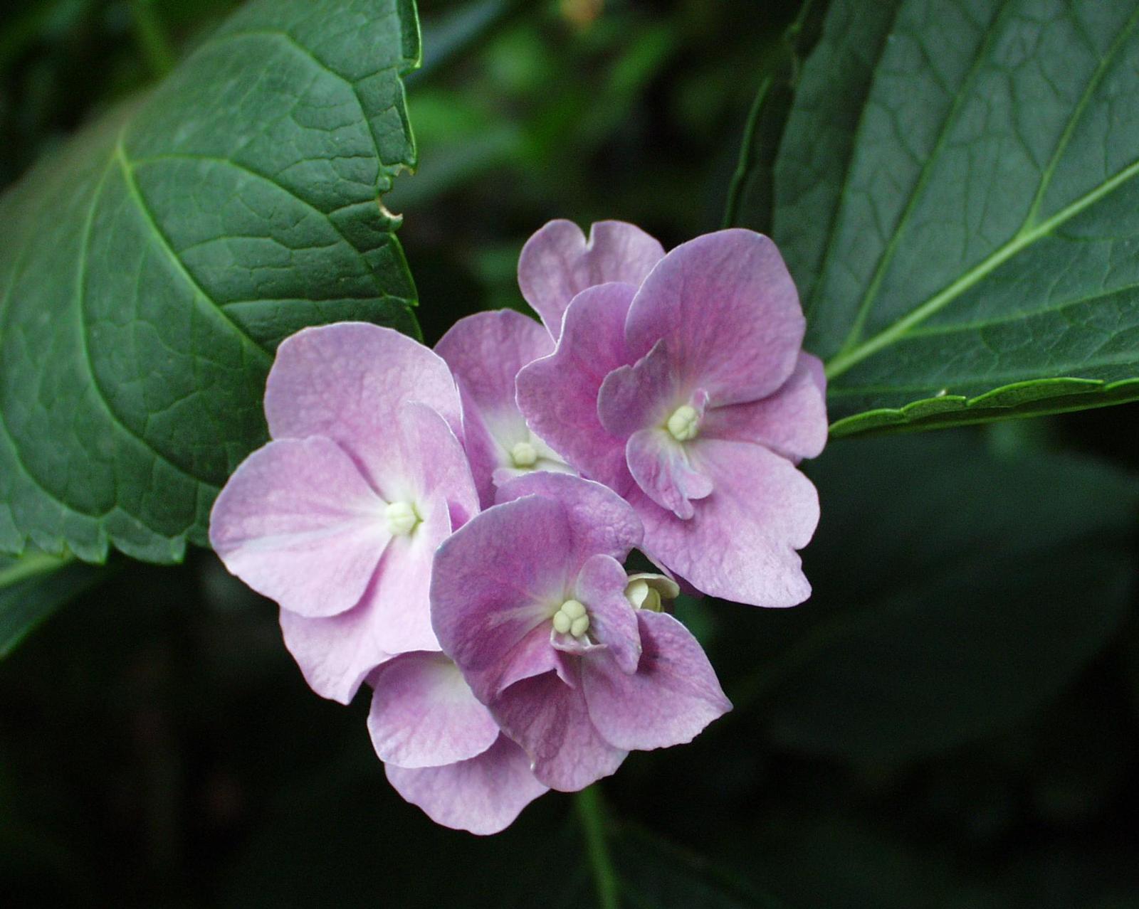 Fonds d'cran Nature Fleurs 