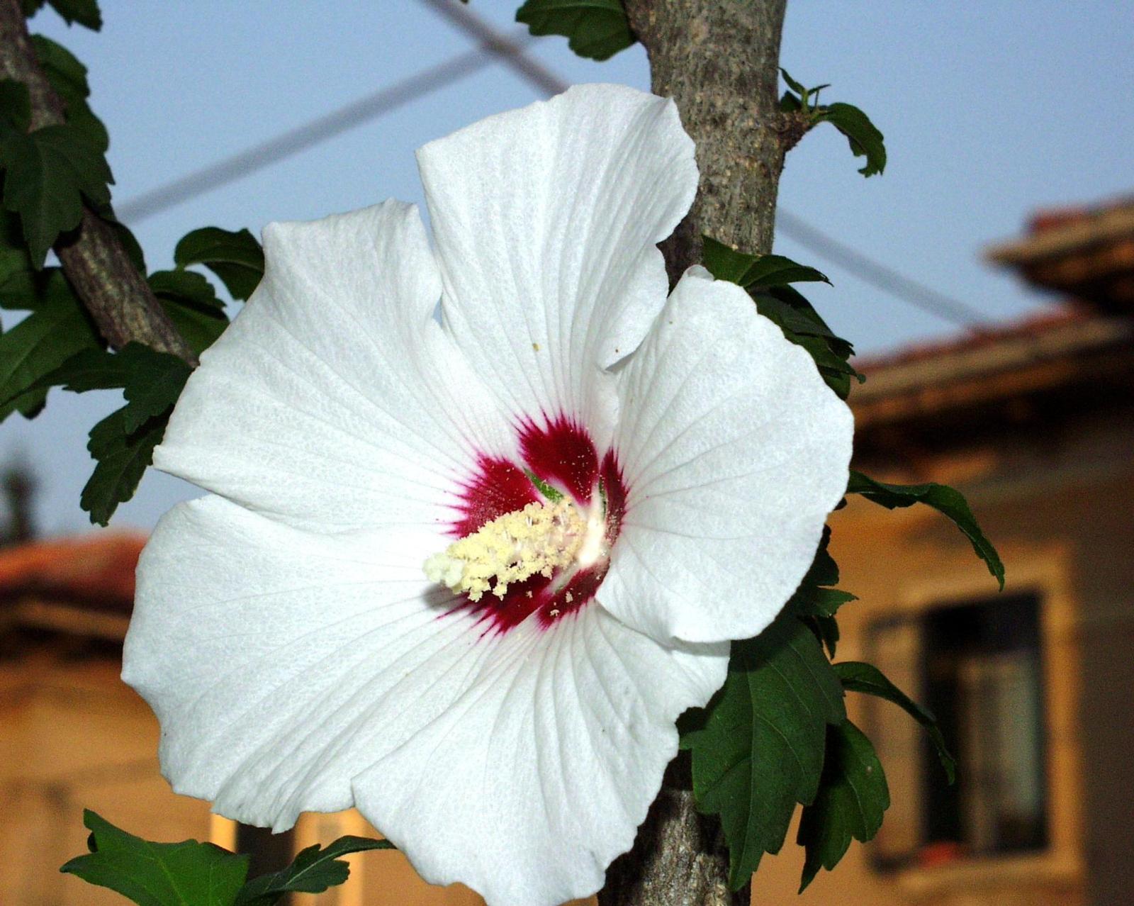 Fonds d'cran Nature Fleurs 