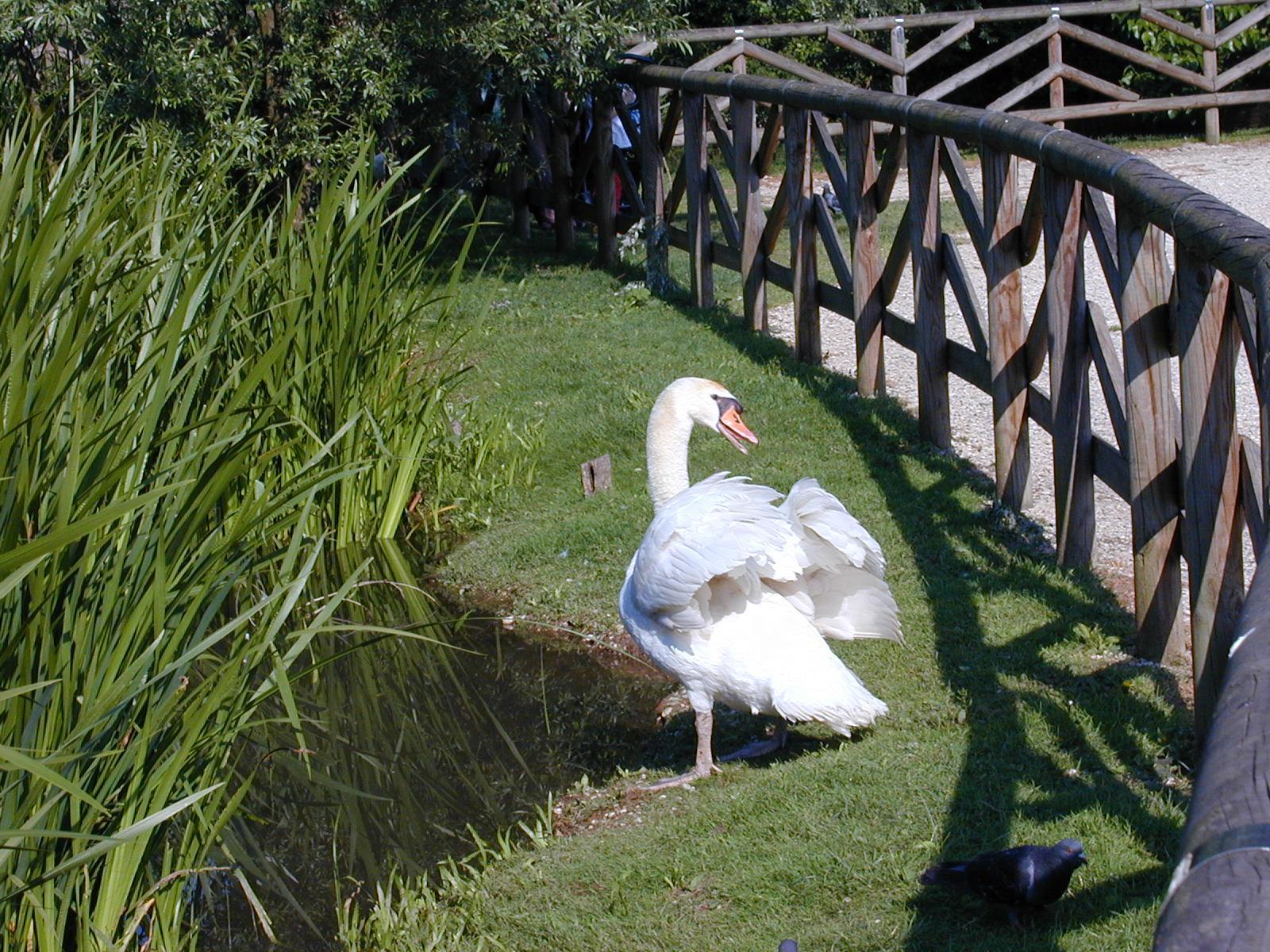 Wallpapers Animals Birds - Ducks 