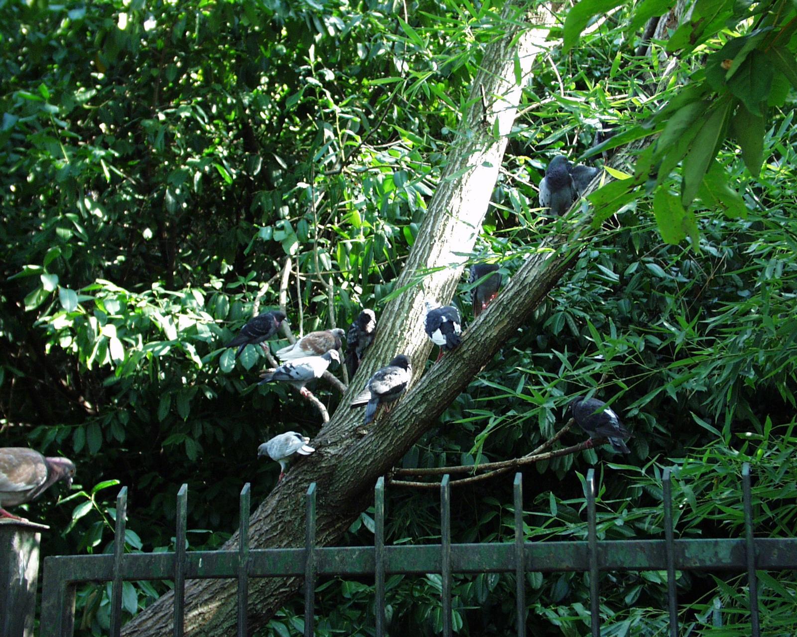 Fonds d'cran Nature Arbres - Forts 