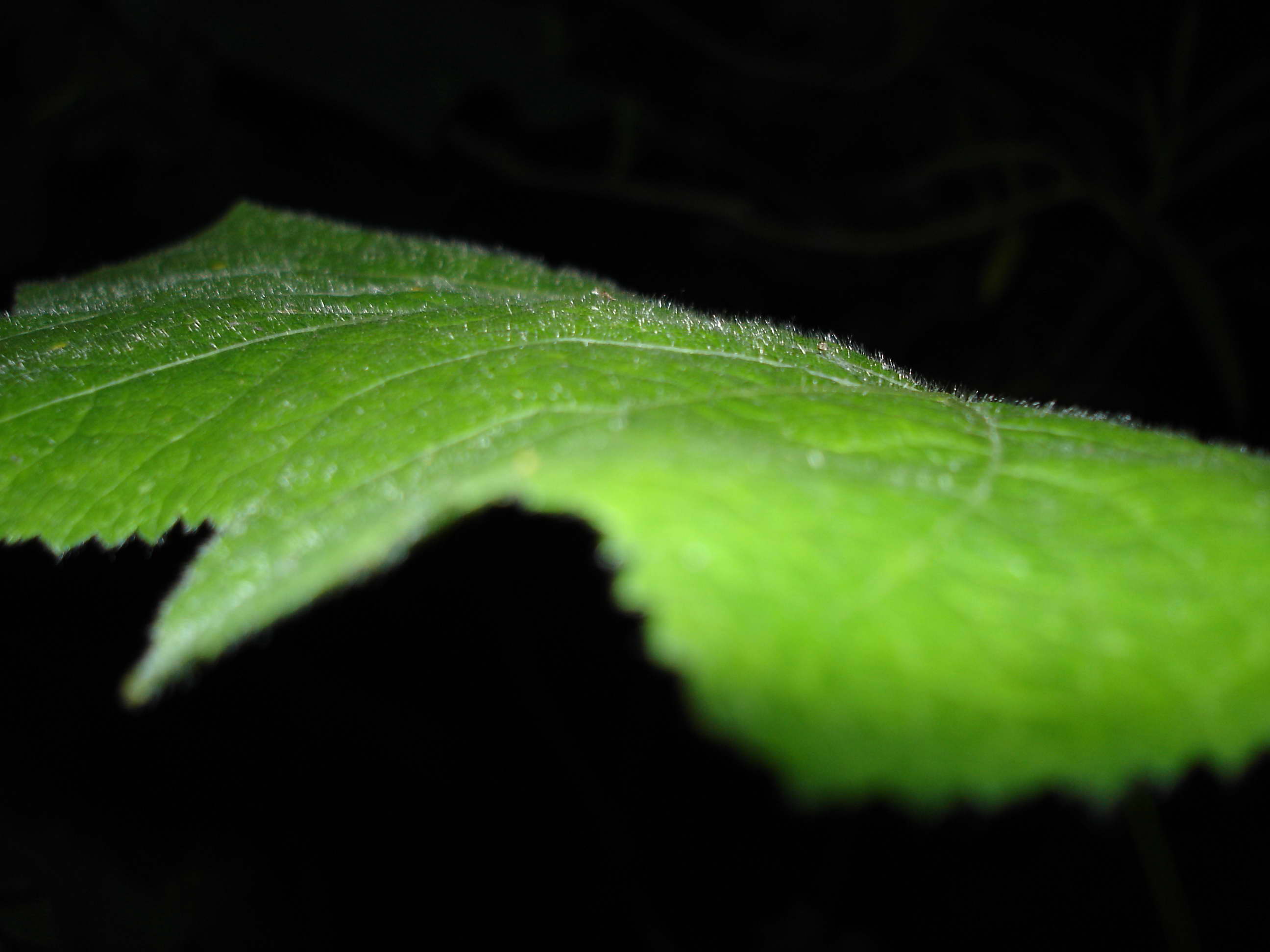 Wallpapers Nature Leaves - Foliage Macro 2