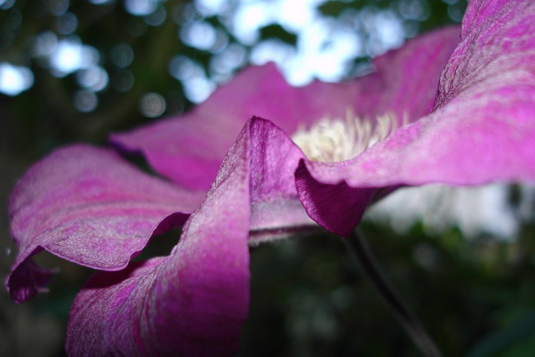 Fonds d'cran Nature Fleurs Macro 1