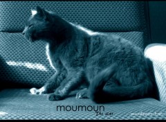 Wallpapers Animals moumoun