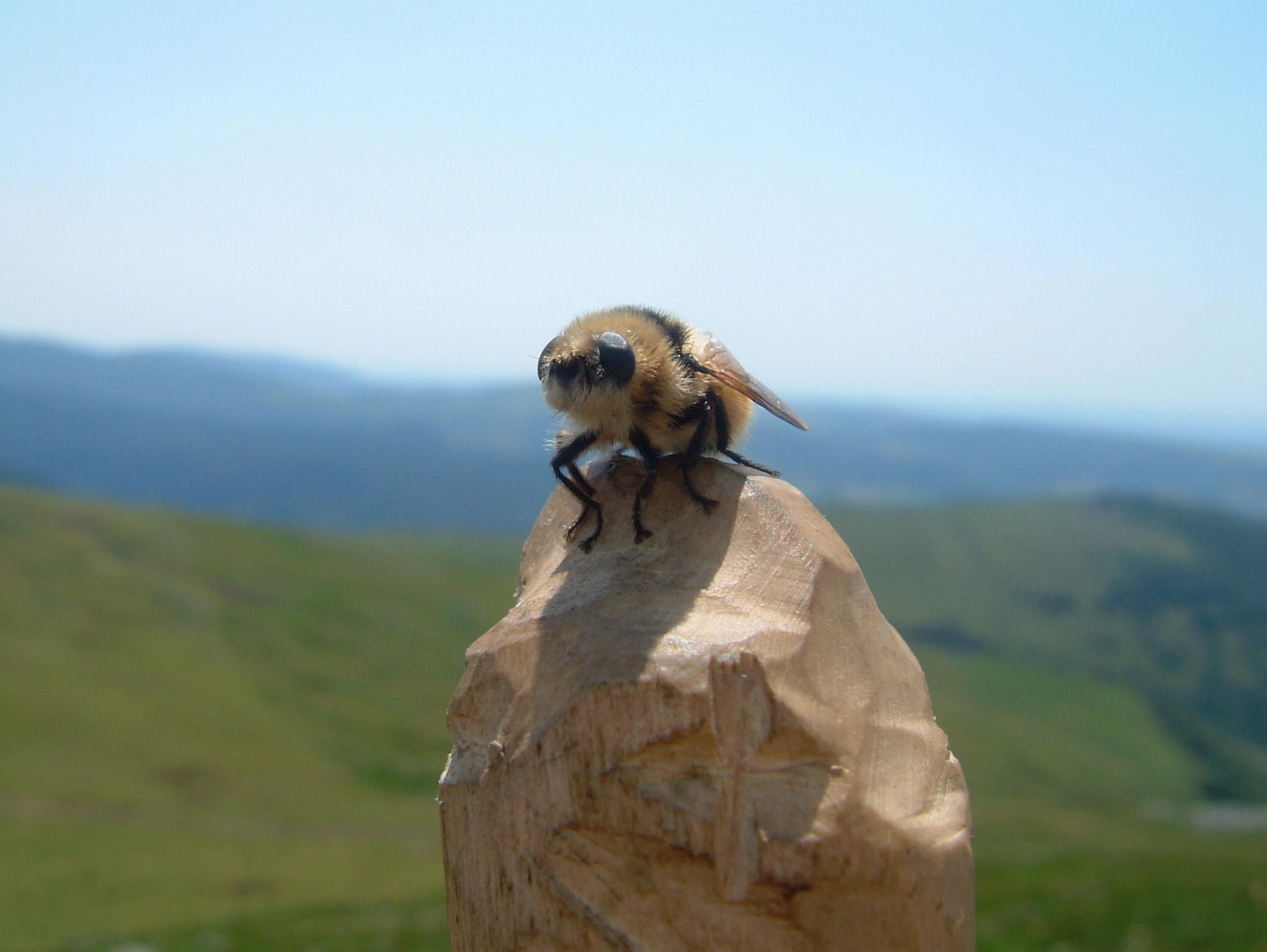 Fonds d'cran Animaux Insectes - Abeilles Gupes ... 