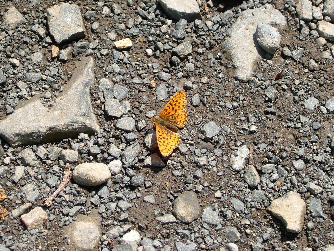 Fonds d'cran Animaux Insectes - Papillons 