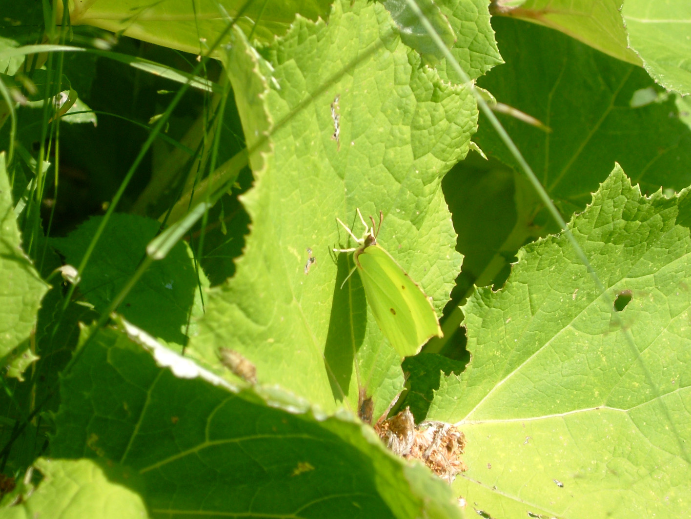 Fonds d'cran Animaux Insectes - Papillons 