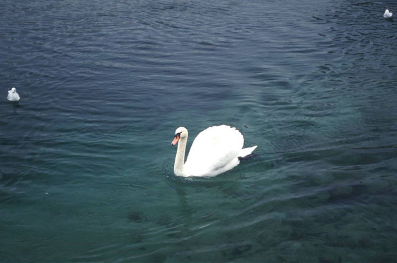 Wallpapers Animals Birds - Ducks Le cygne solitaire