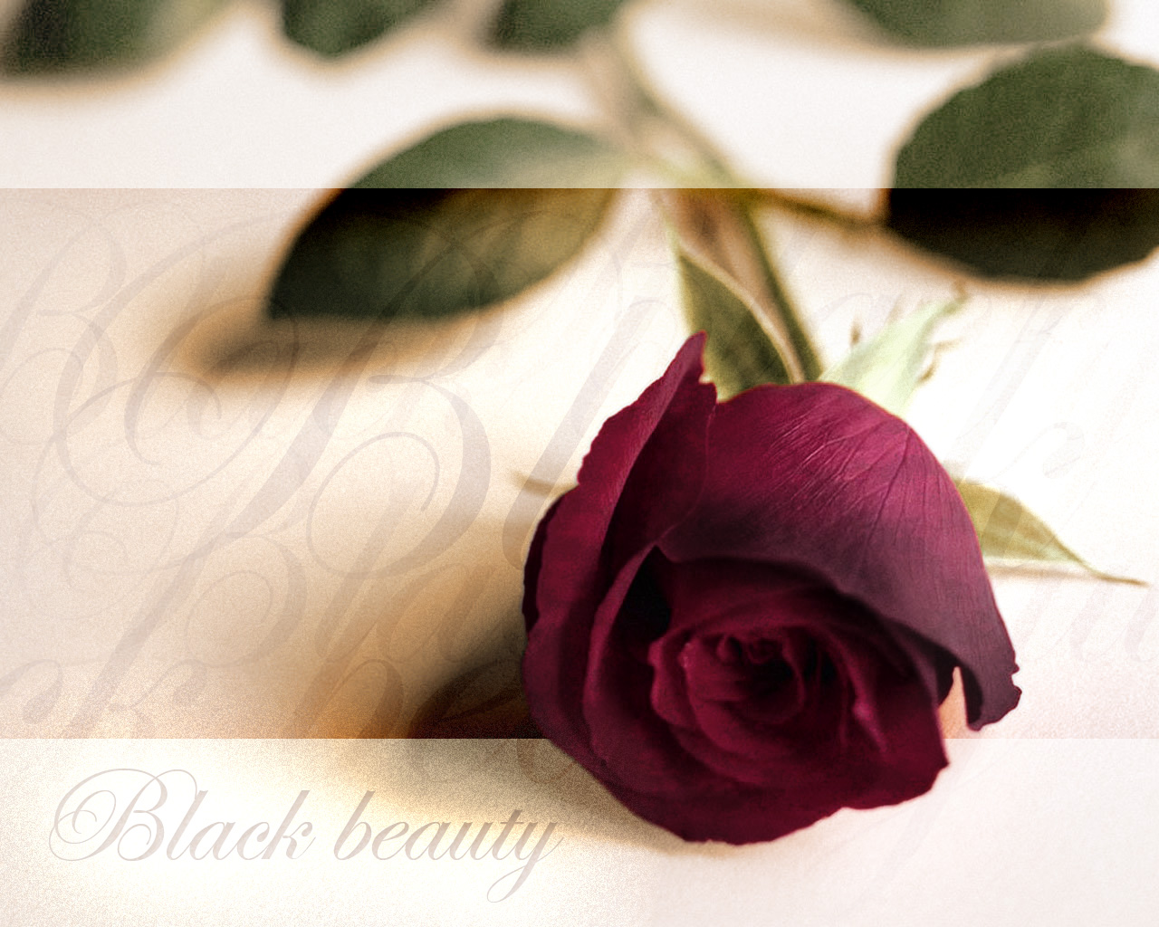 Fonds d'cran Nature Fleurs black beauty