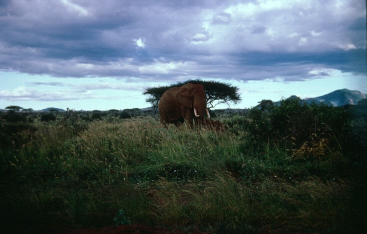 Fonds d'cran Animaux Elphants 