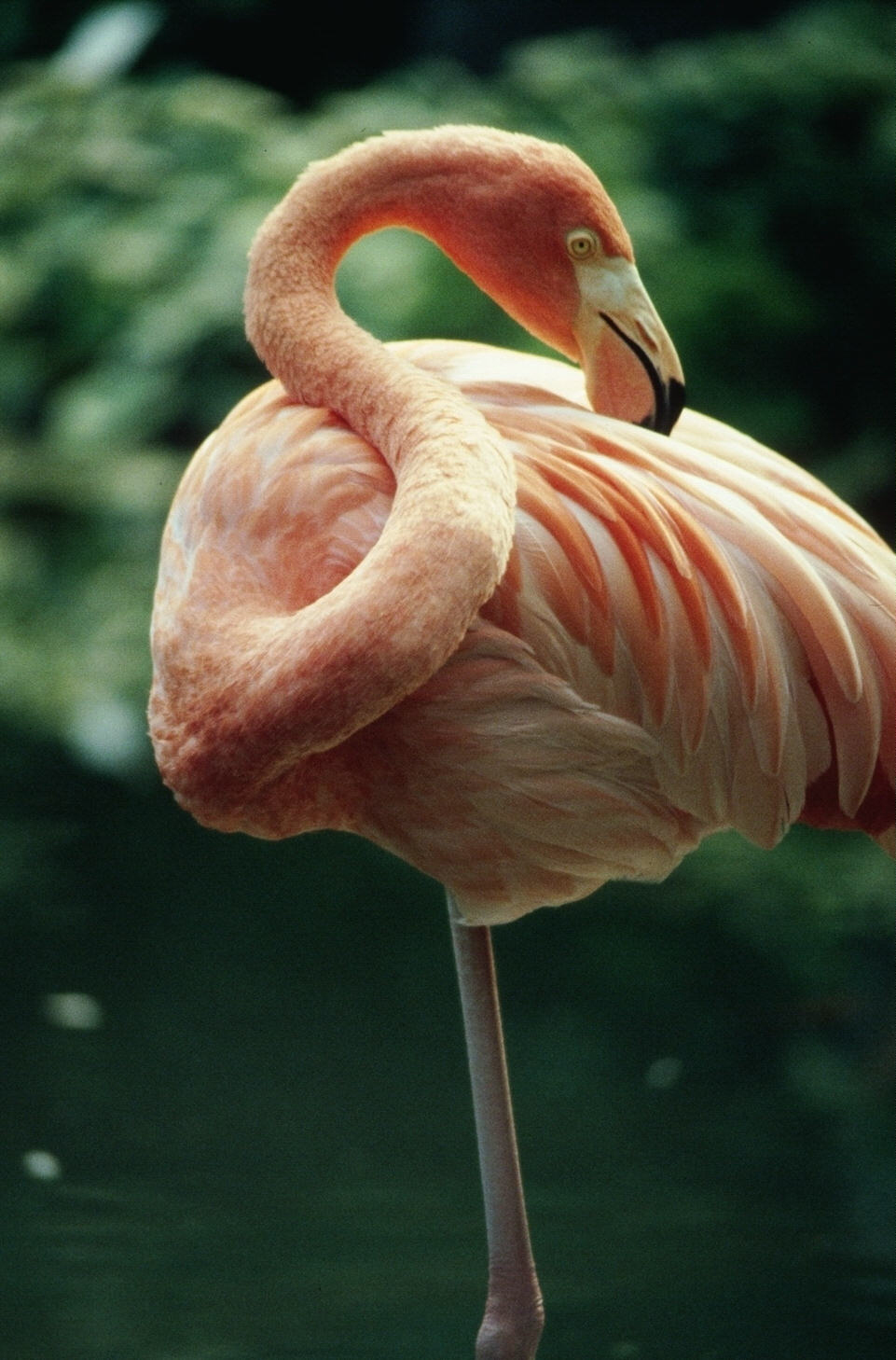 Wallpapers Animals Birds - Flamingos 