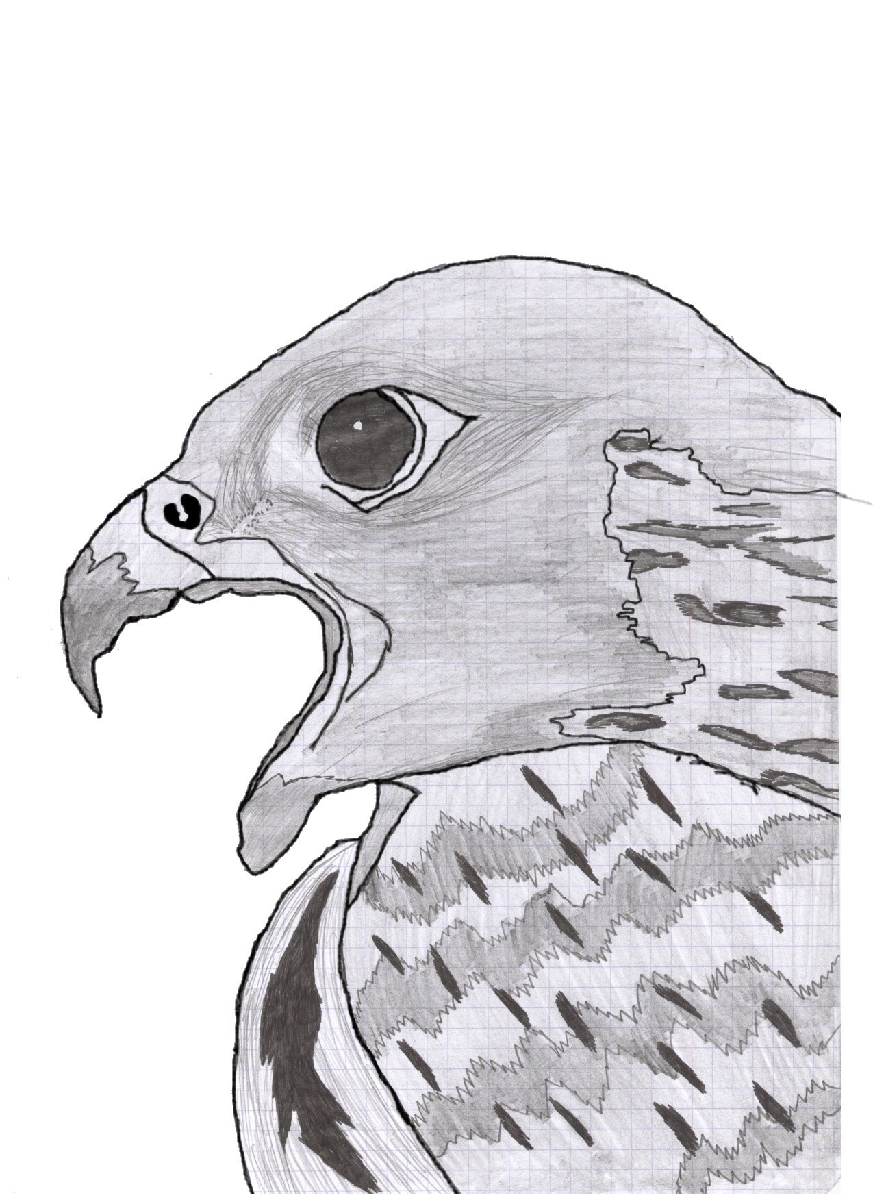 Wallpapers Art - Pencil Animals - Birds - Raptors Aigle