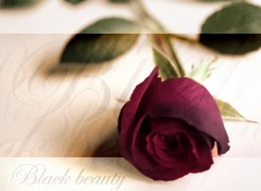 Fonds d'cran Nature black beauty