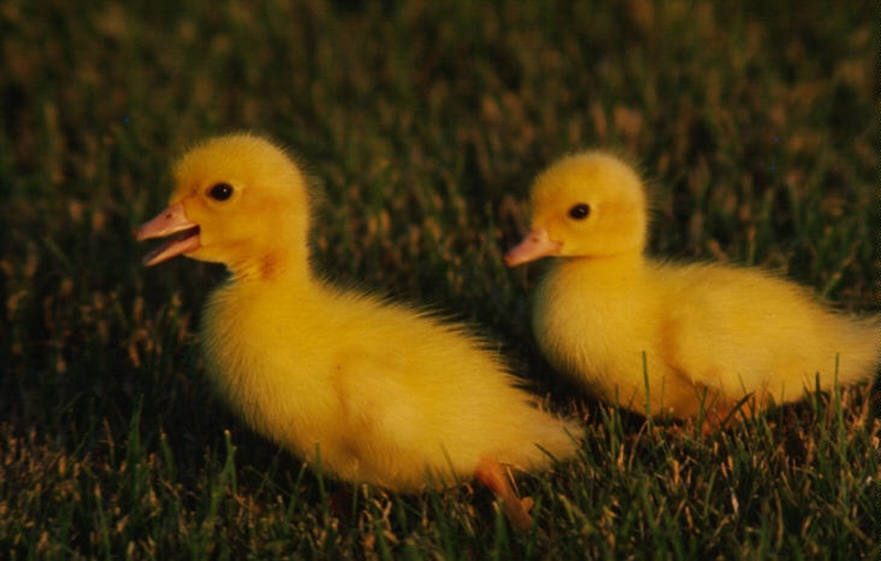 Fonds d'cran Animaux Oiseaux - Canards 