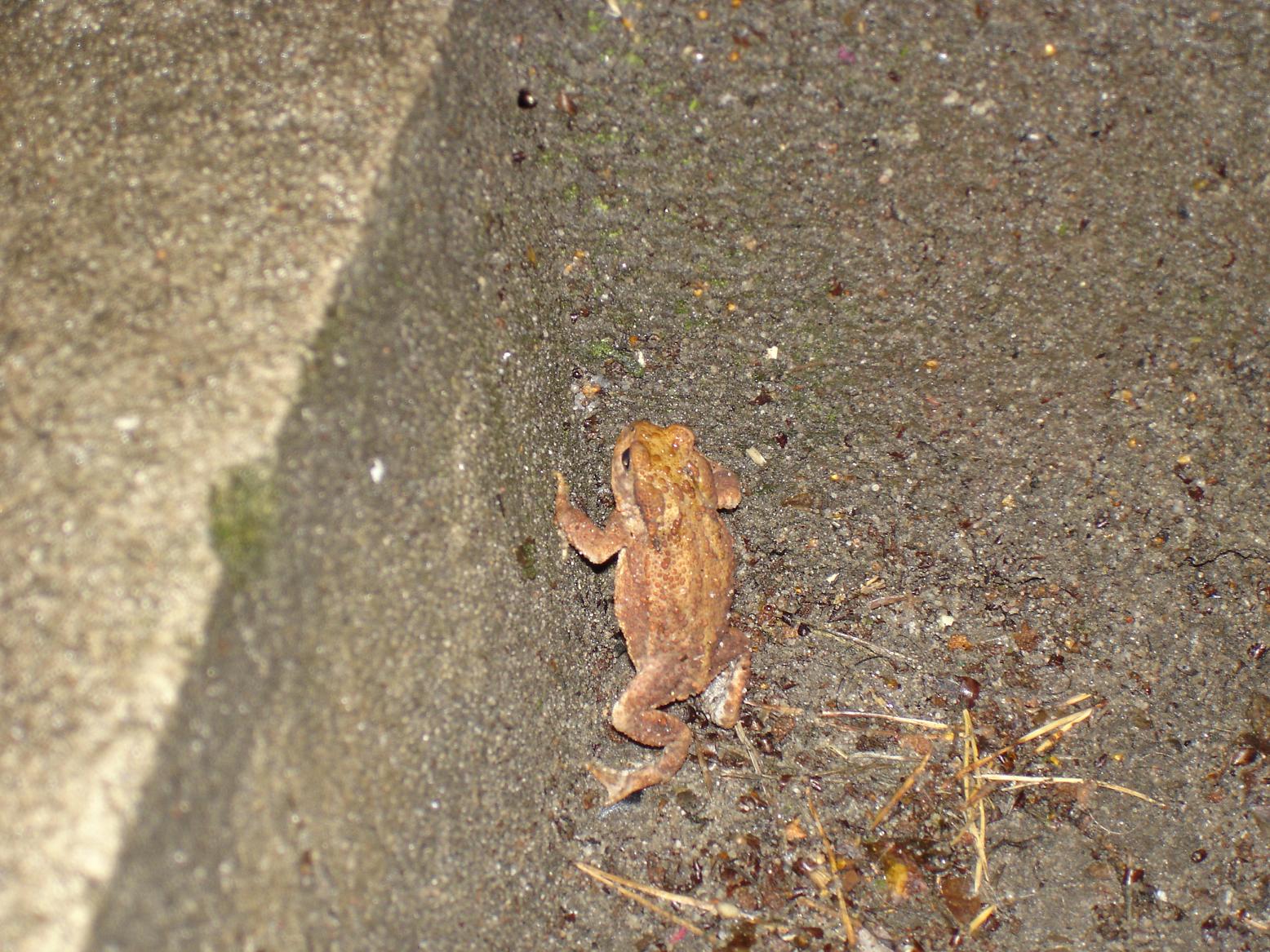 Fonds d'cran Animaux Grenouilles - Crapauds grenouille rousse