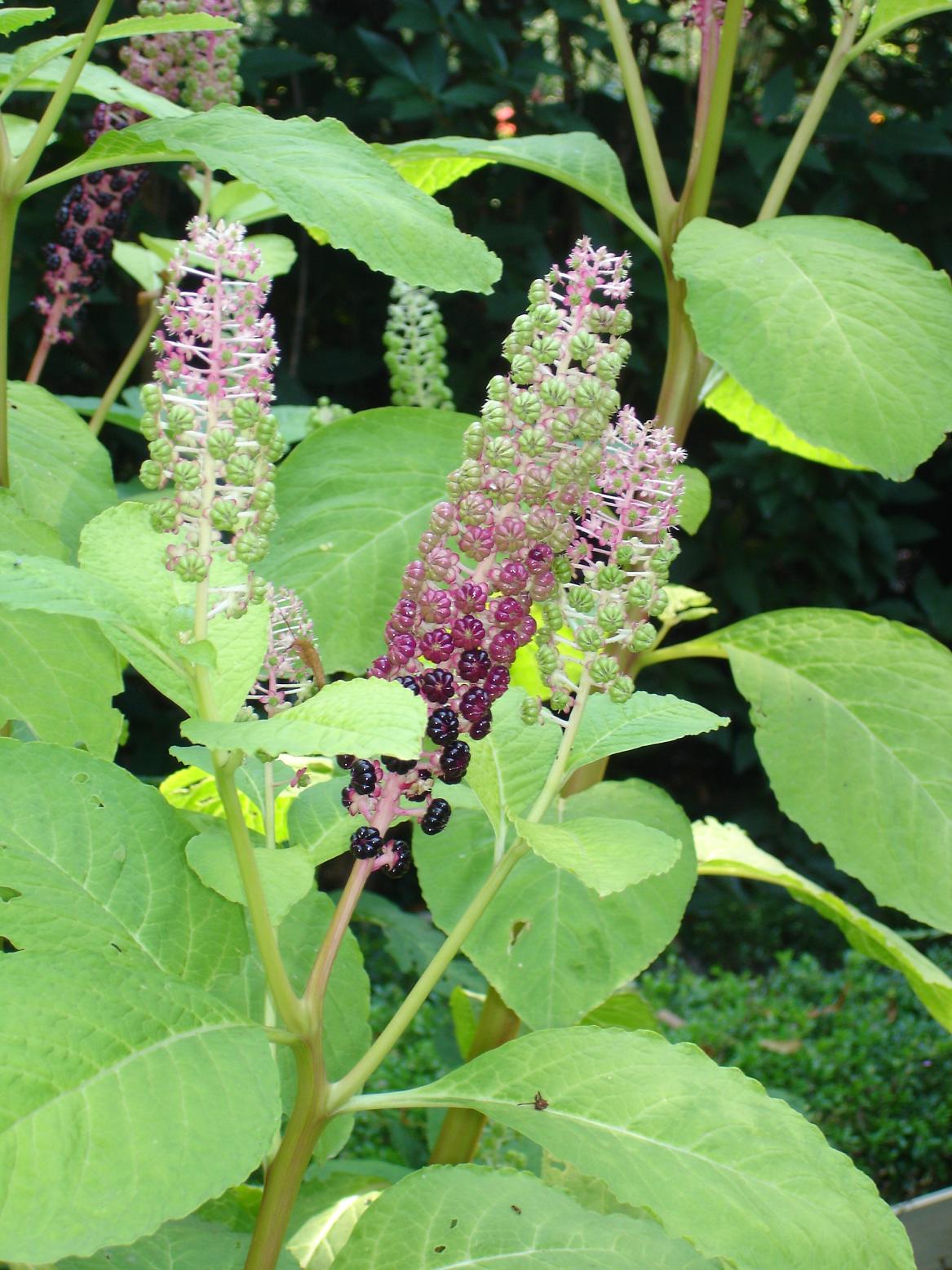 Fonds d'cran Nature Fruits Drles de fruits