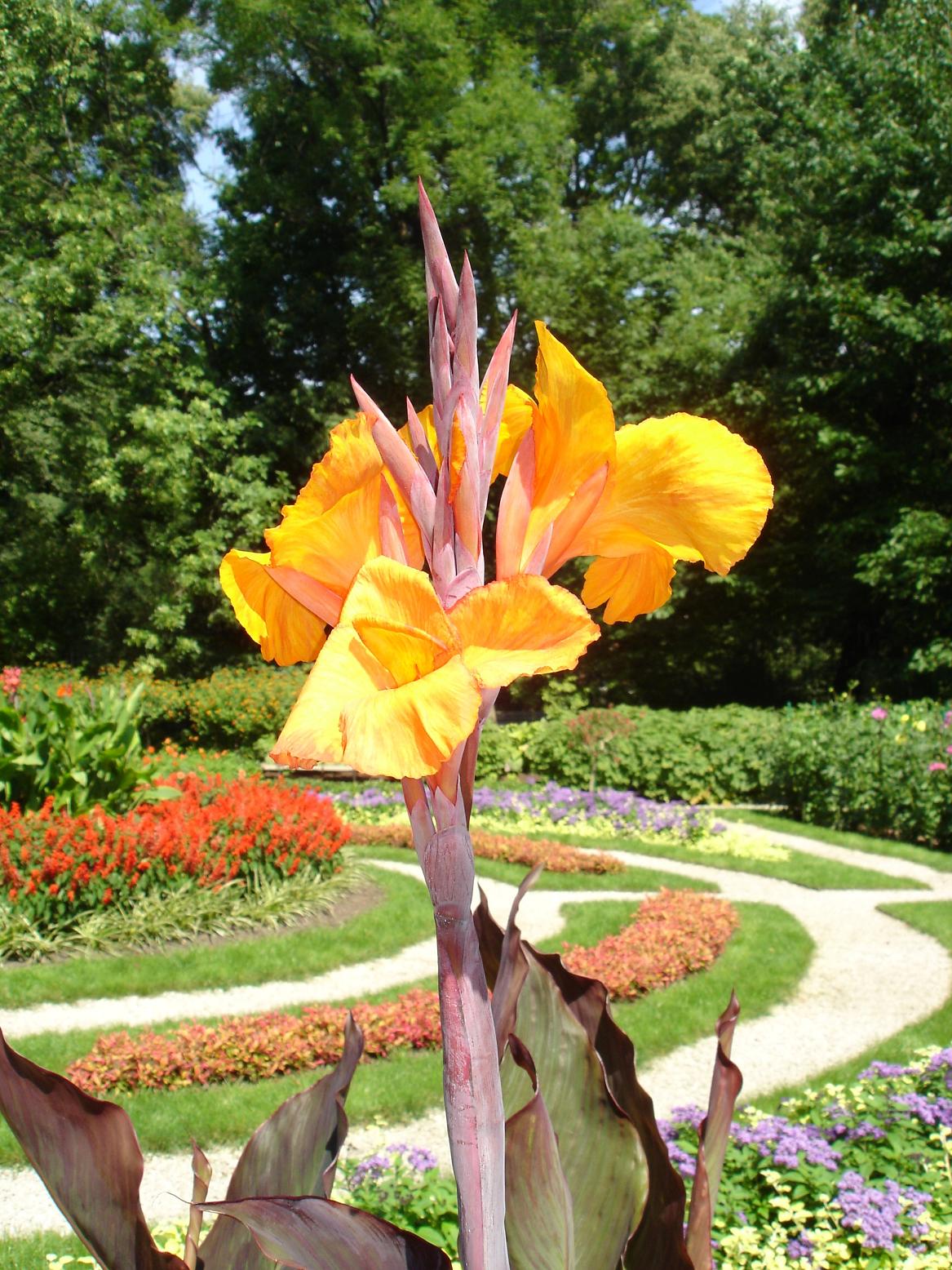 Fonds d'cran Nature Fleurs Canna