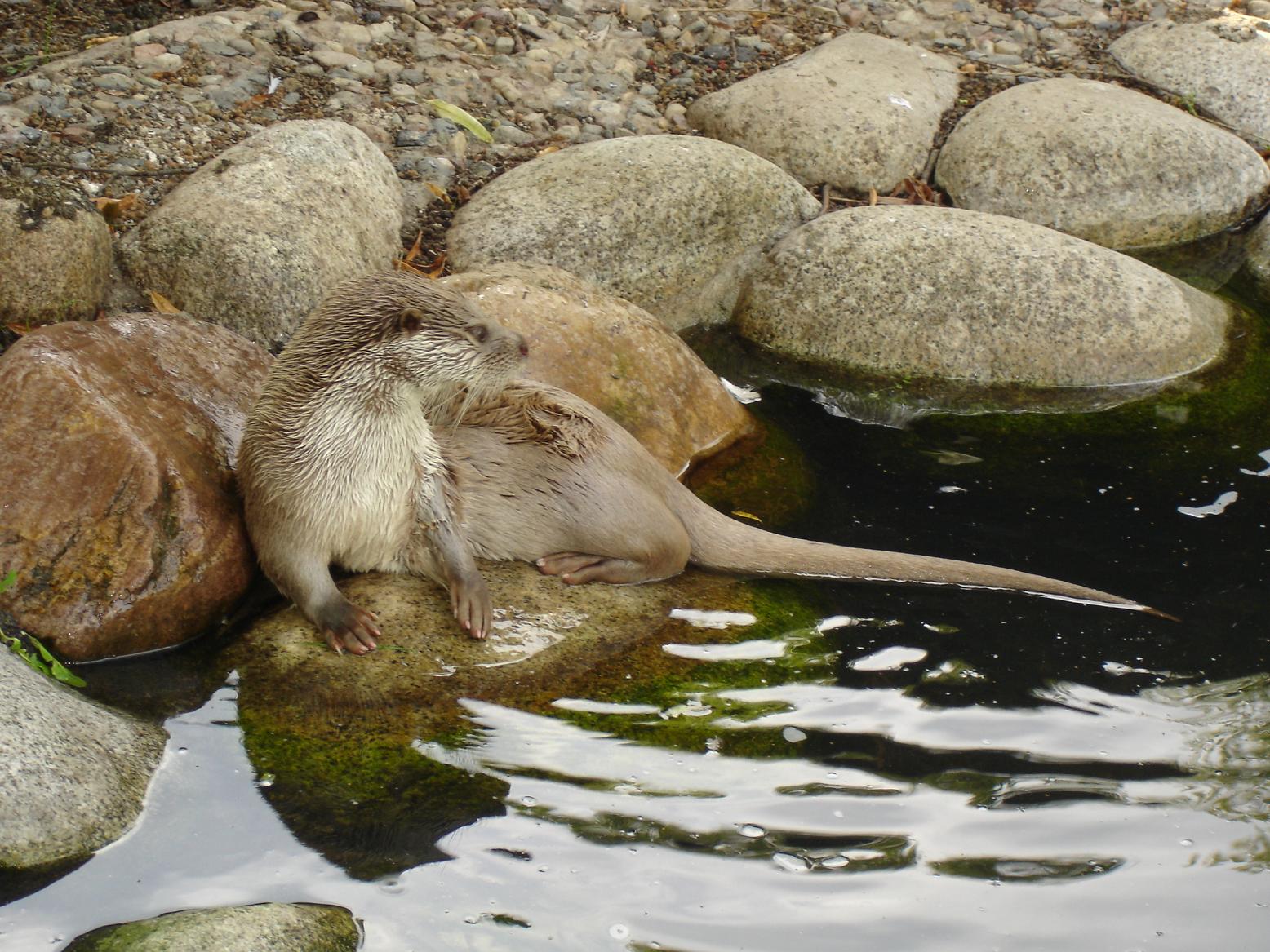 Wallpapers Animals Miscellaneous Loutre