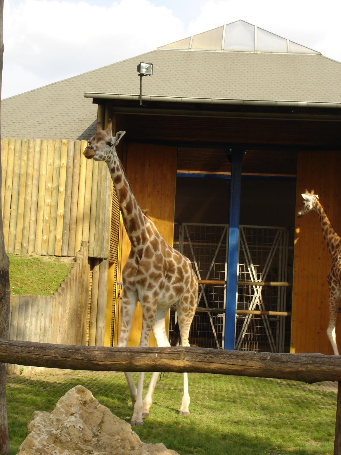 Fonds d'cran Animaux Girafes Giraffes