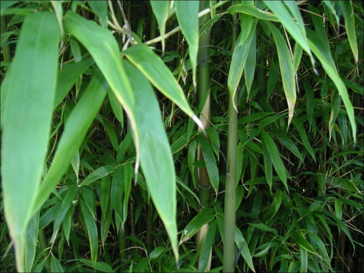 Fonds d'cran Nature Plantes - Arbustes Bamboo