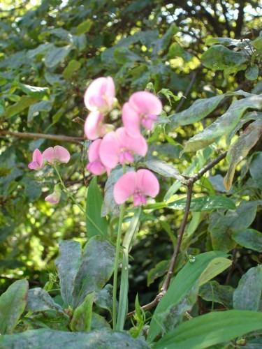 Fonds d'cran Nature Fleurs Pois de senteur