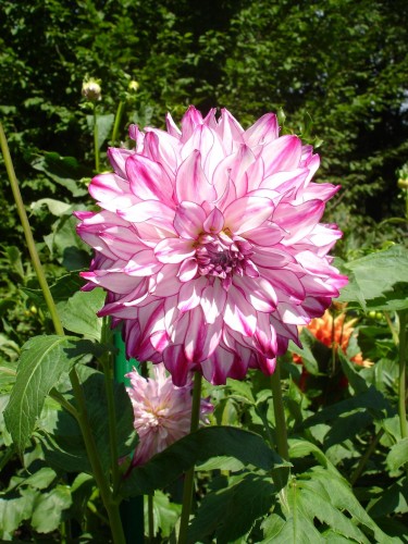 Fonds d'cran Nature Fleurs Dalhia