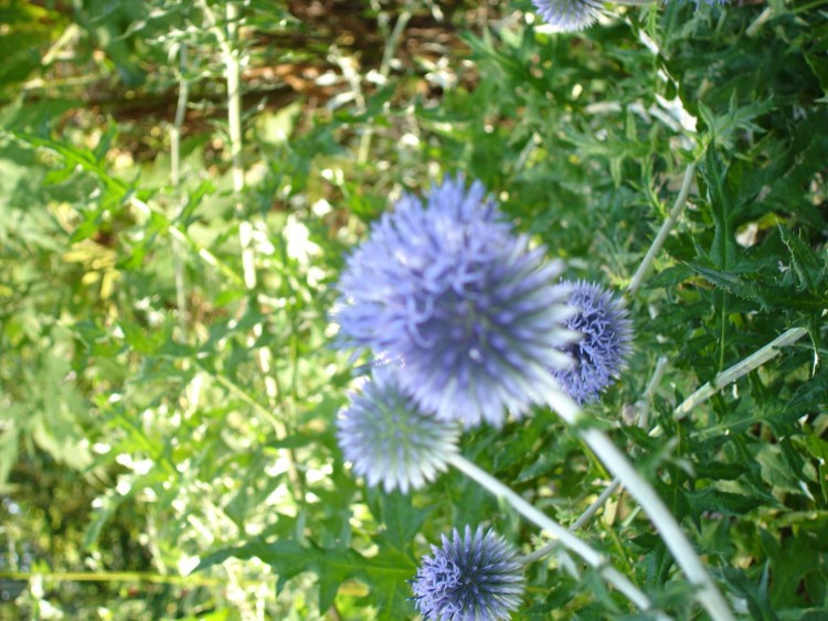 Wallpapers Nature Flowers Chardons