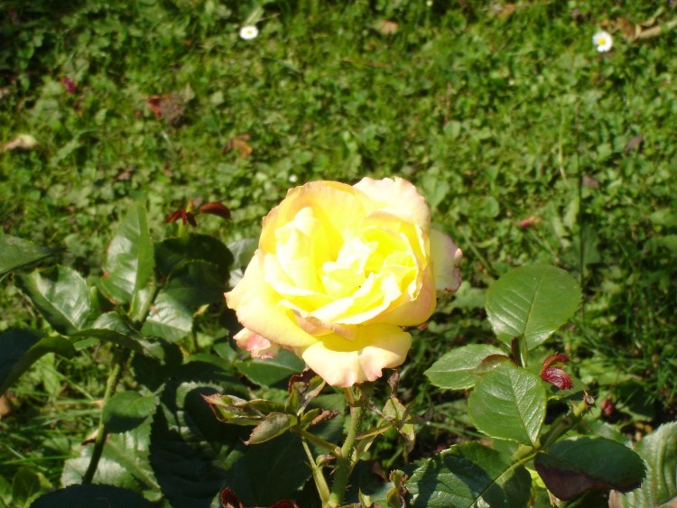 Fonds d'cran Nature Fleurs Rose jaune