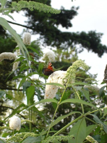 Fonds d'cran Animaux Insectes - Papillons papillon et son arbre