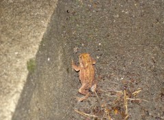 Wallpapers Animals grenouille rousse