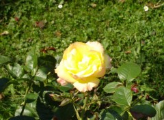 Fonds d'cran Nature Rose jaune